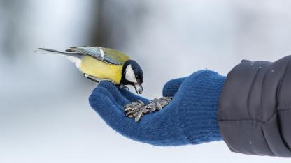Das richtige Vogelfutter im Winter - Vogel frisst aus der Hand