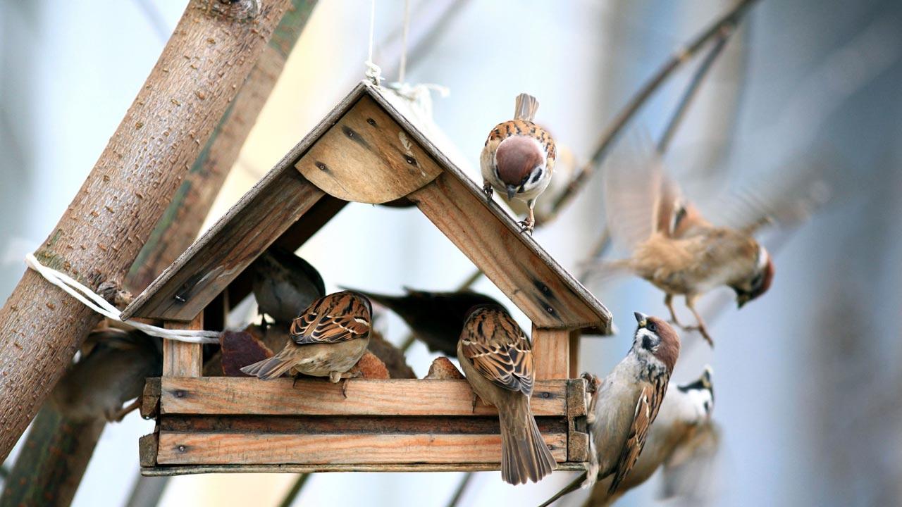 Das richtige Vogelfutter im Winter - Vogelhaus