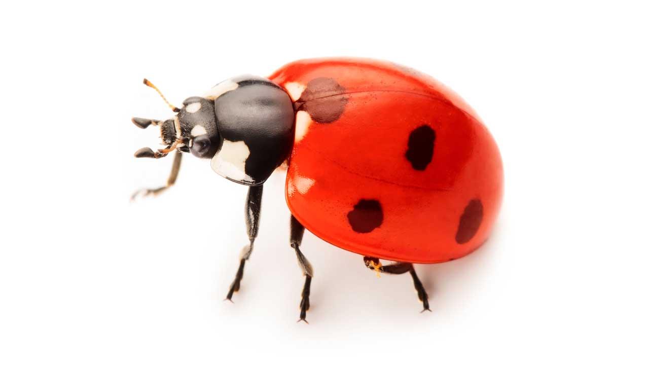 Die Überwinterung der Marienkäfer - ein Käfer
