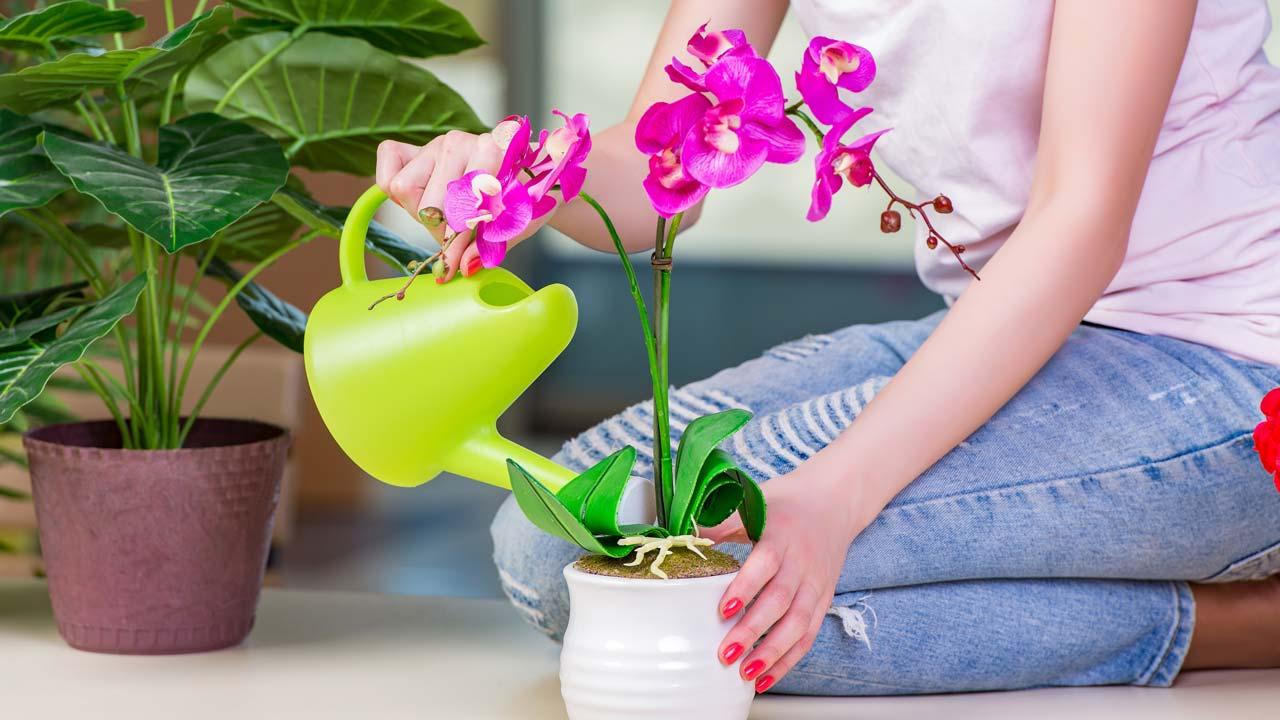 Richtige Orchideenpflege im Winter - beim gießen