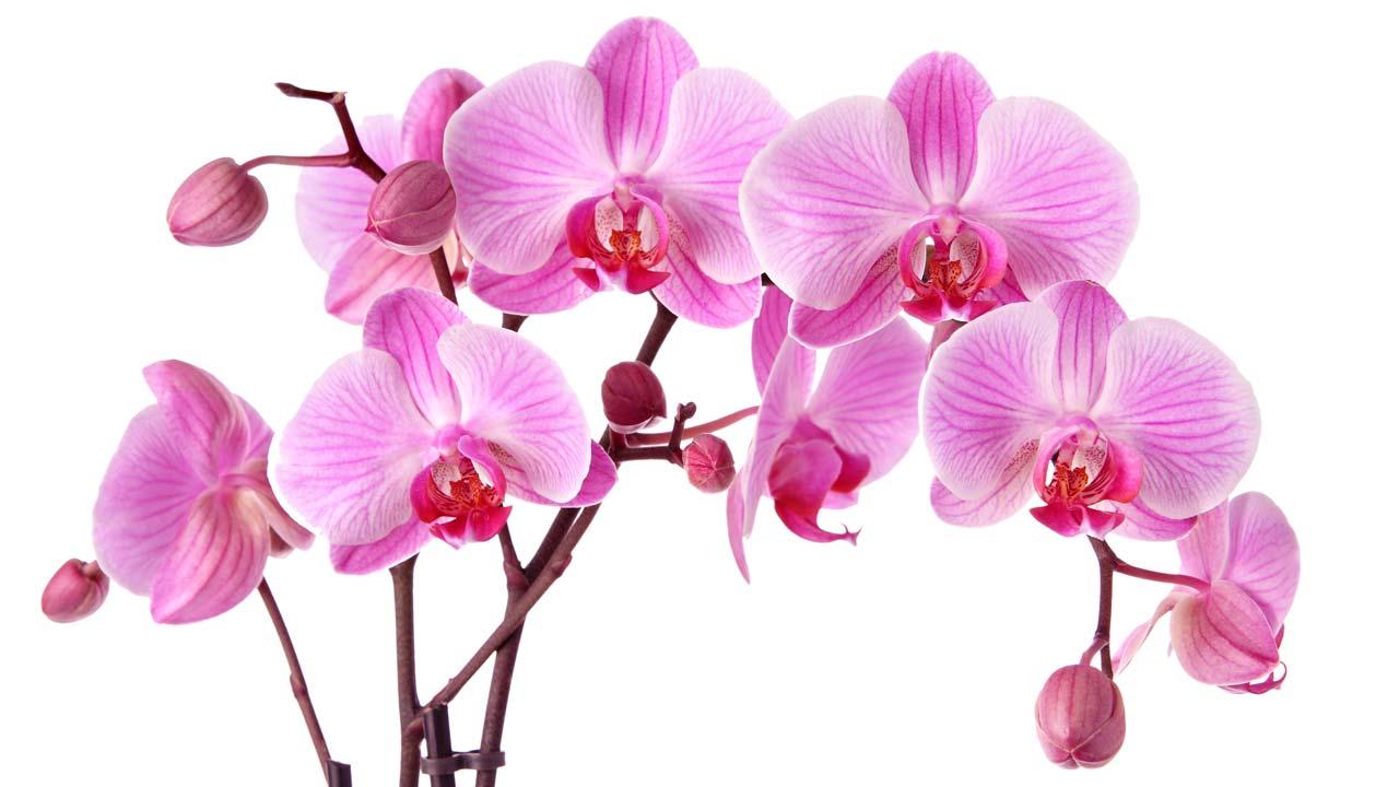 Richtige Orchideenpflege im Winter - in rosa