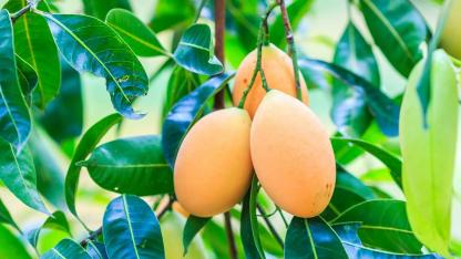 Vom Kern zur Pflanze - Mangopflanze