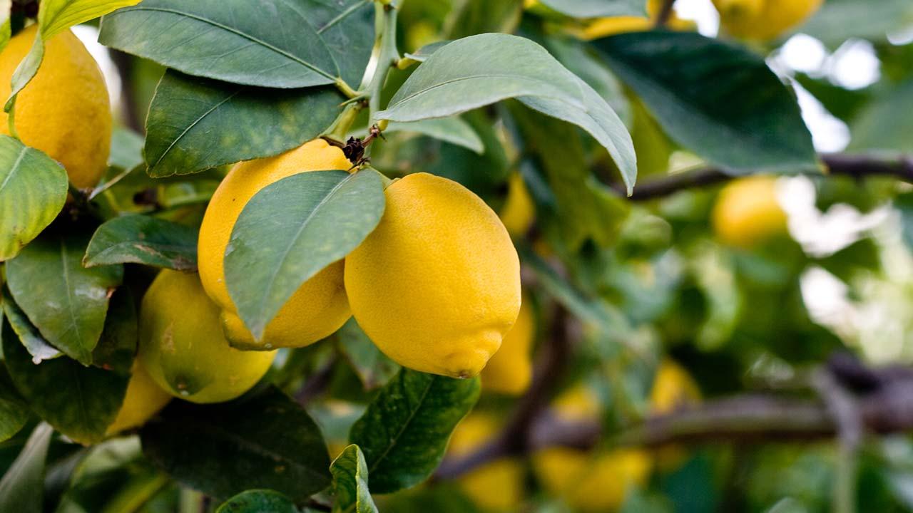 Vom Kern zur Pflanze - Zitronen