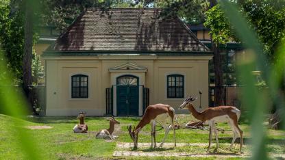 Die schönsten Tierparks in Österreich - Schönbrunn