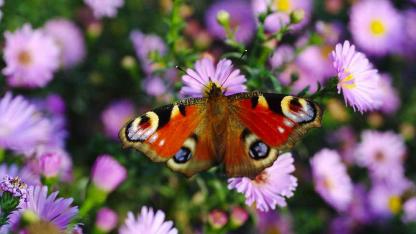 Nachhaltiger Garten - Schmetterling auf einer Blume
