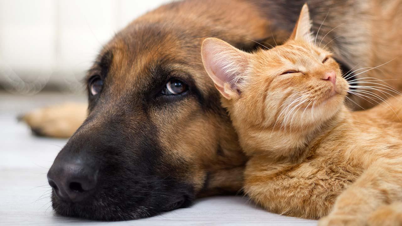 Pflegeprodukte für Vierbeiner - Hund & Katz