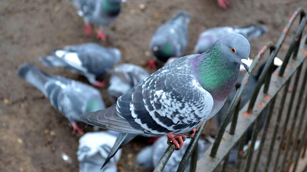 Schädlinge im Garten und im Haus effektiv loswerden - Tauben