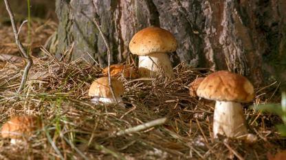 Pilze sammeln im Spätsommer - Gruppe von Steinpilze