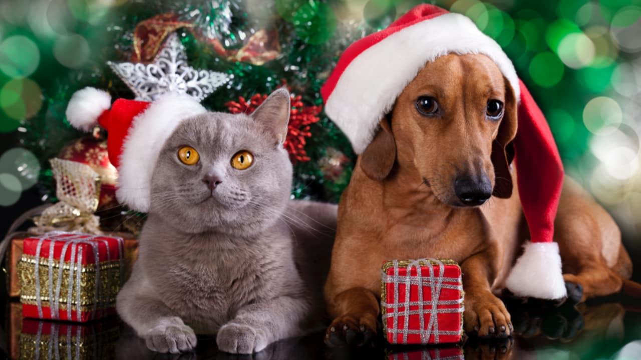 Haustier Weihnachtsgeschenk - Hund und Katze mit Weihnachtsdeko