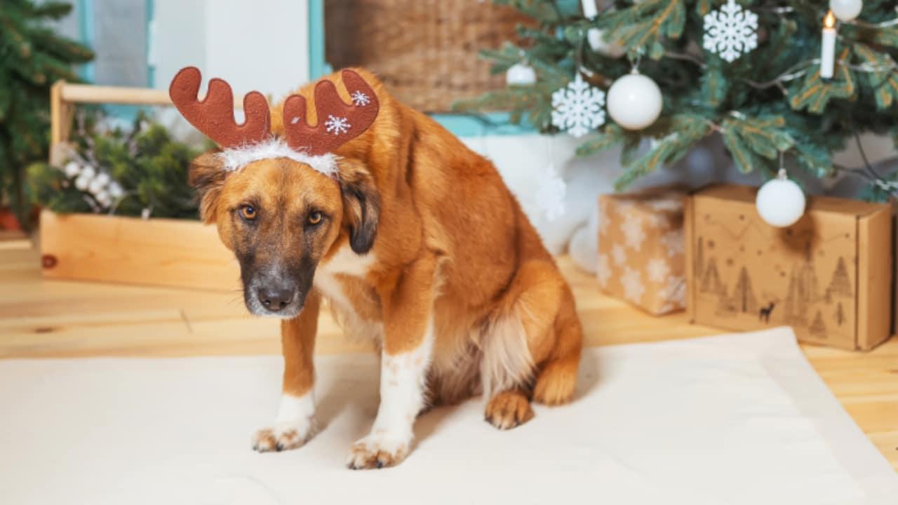 Haustier Weihnachtsgeschenk - Hund mit Rentiergeweih