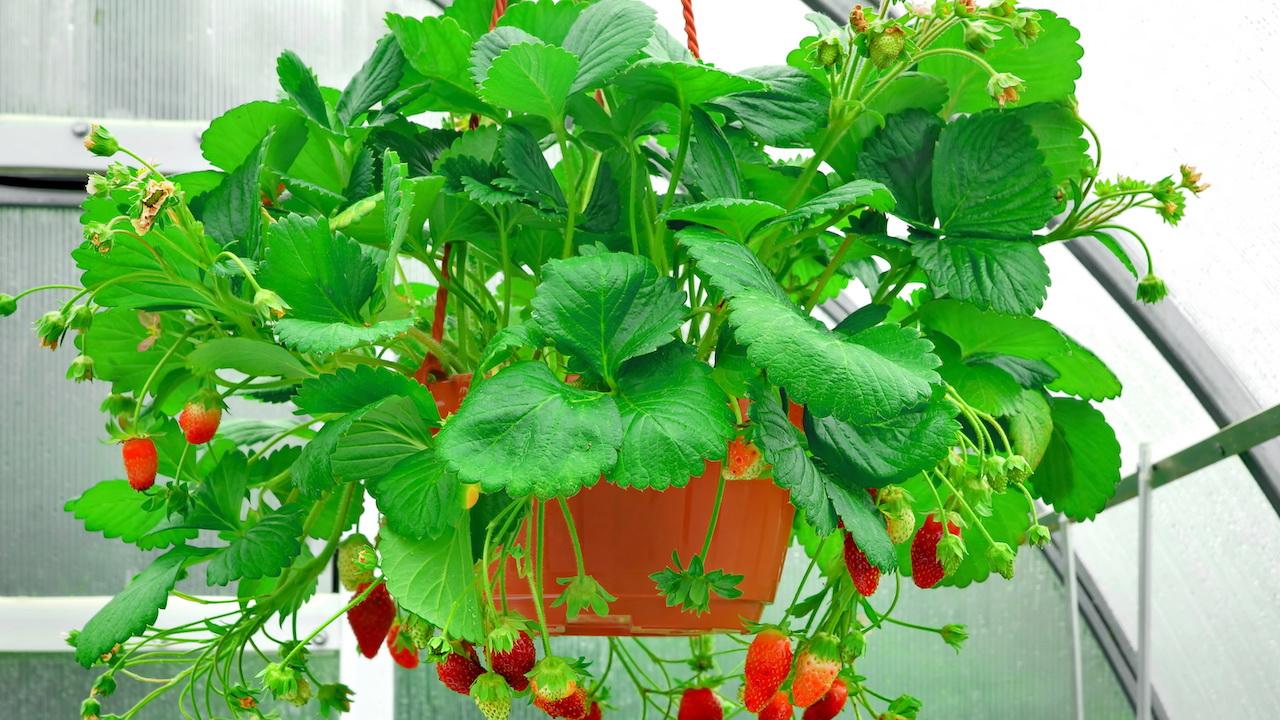 Vertikales Gärtnern - Hängende Erdbeerpflanze