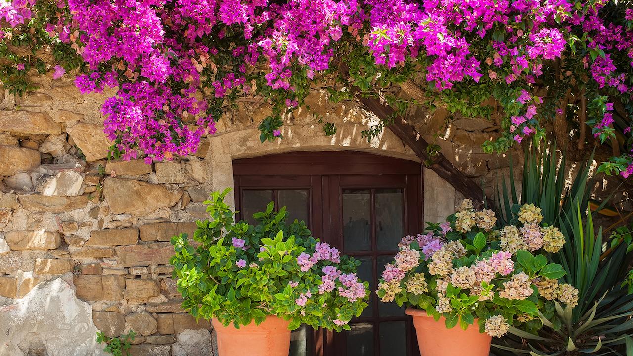 Urlaubsflair im Garten_Exotische Pflanzen - Bougainvillea