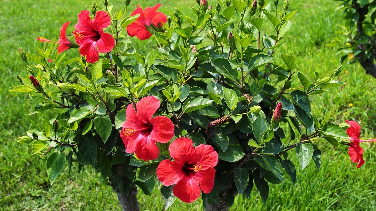 Urlaubsflair im Garten_Exotische Pflanzen - Hibiskus