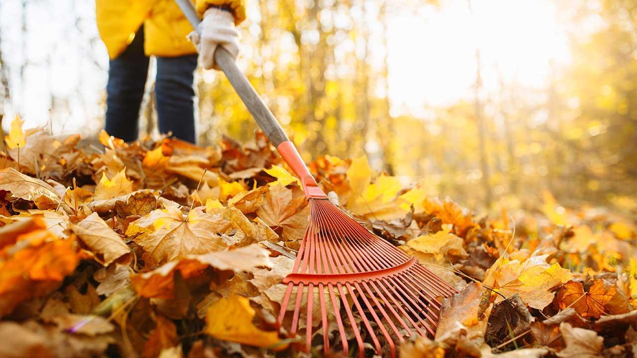 Checkliste Herbst Haus - Frau rechnet Laub zusammen