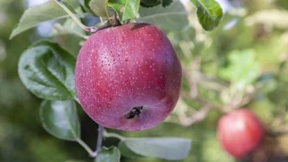 Schmackhafte Apfelbaumsorten für den eigenen Garten - Altländer Pfannkuchenapfel