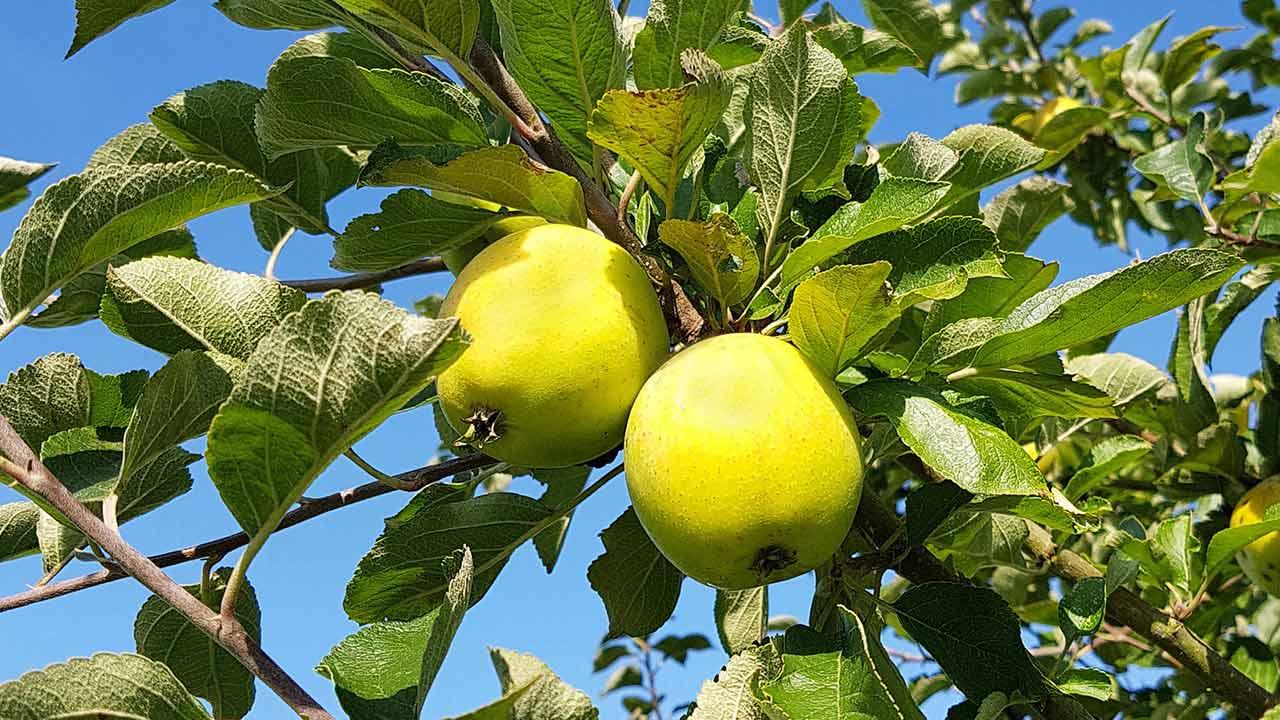Schmackhafte Apfelbaumsorten für den eigenen Garten - Ananasrenette