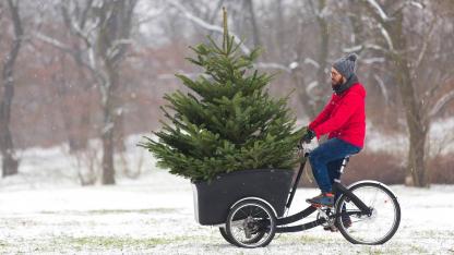 Der perfekte Weihnachtsbaum im Haus - per Rad transportiert