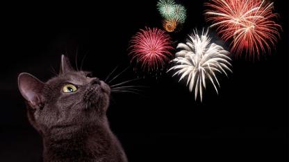 Wie bereite ich meine Haustiere auf Silvester vor - Katze mit Feuerwerk