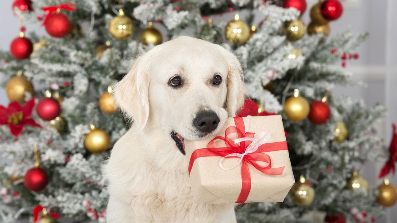 Was schenke ich meinem Haustier zu Weihnachten - Hund mit Geschenk im Maul