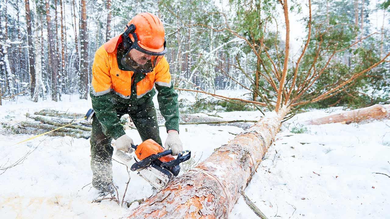 Bäume fällen - Bitte immer nur im Winter - Holzfäller bei der Arbeit