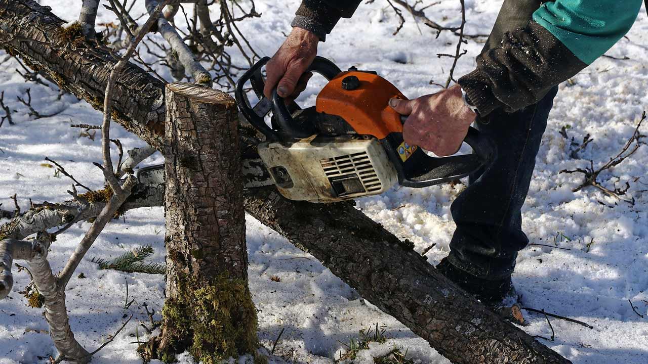 Bäume fällen - Bitte immer nur im Winter - Arbeit mit der Motorsäge