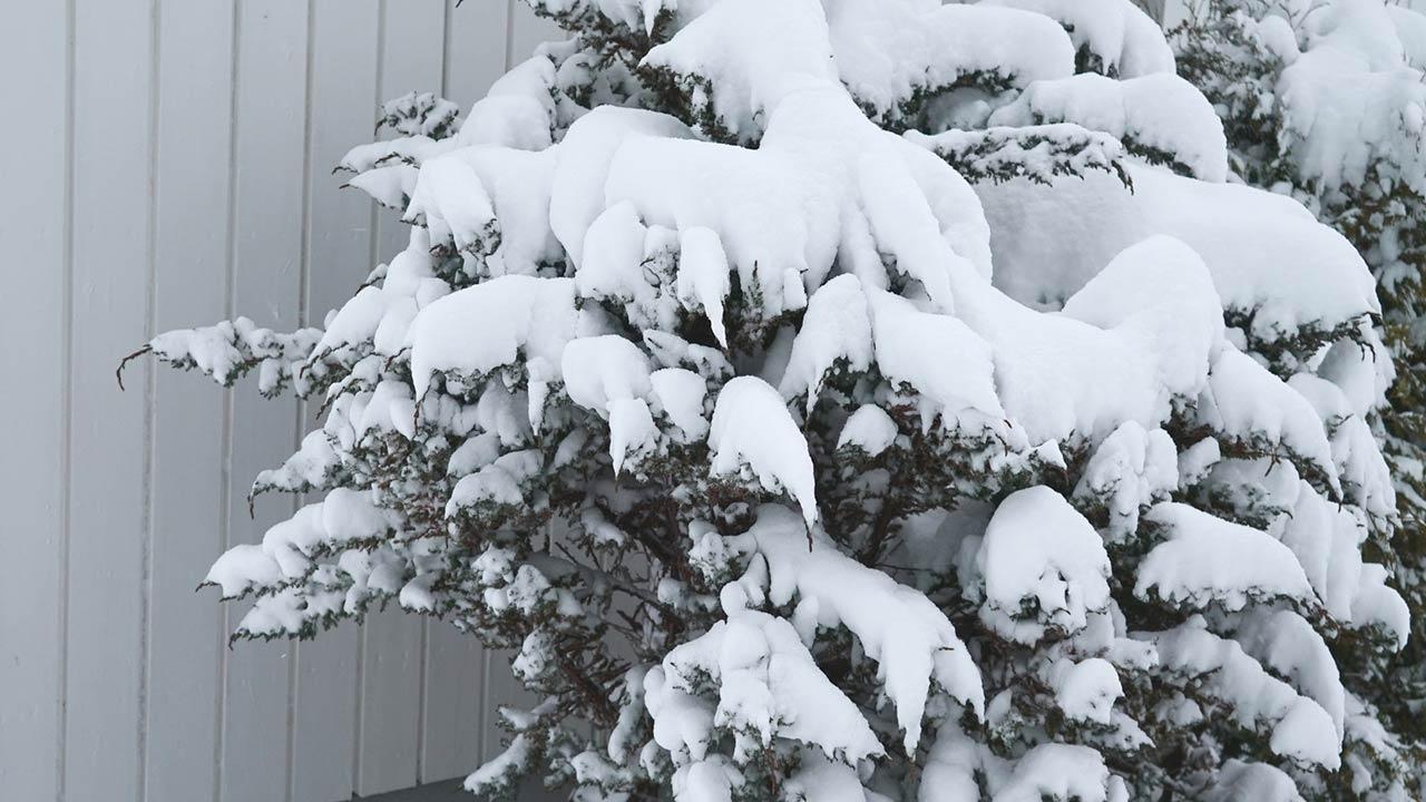 Gartenpflanzen vor der Schneelast schützen - Schnee auf Sträuchern
