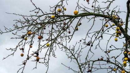 Fruchtmumien im Garten entfernen - Ast mit vielen toten Früchten