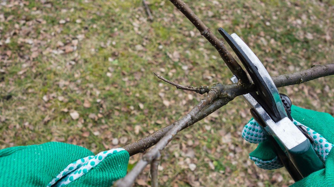 Obstbaumschnitt im Februar - mit Handschuhen Baum schneiden