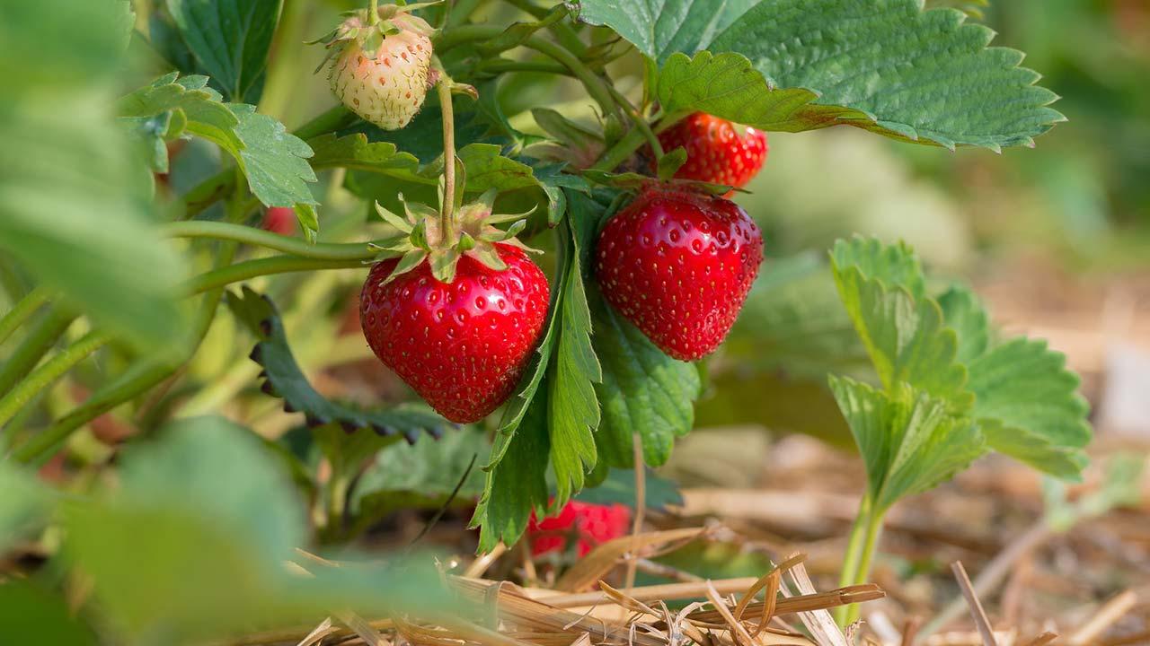 Aussaat im August - Erdbeeren
