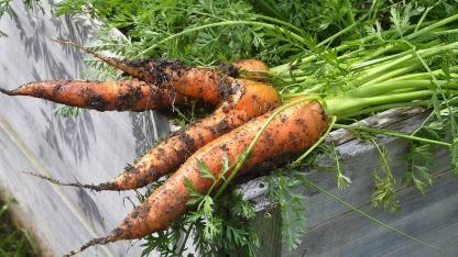 Aussaat im August - frische Karotten