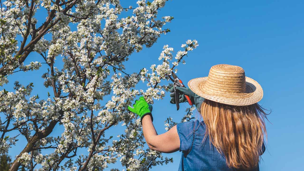 Obstbäume im Frühling richtig beschneiden - Gärtnerin schneidet Triebe ab
