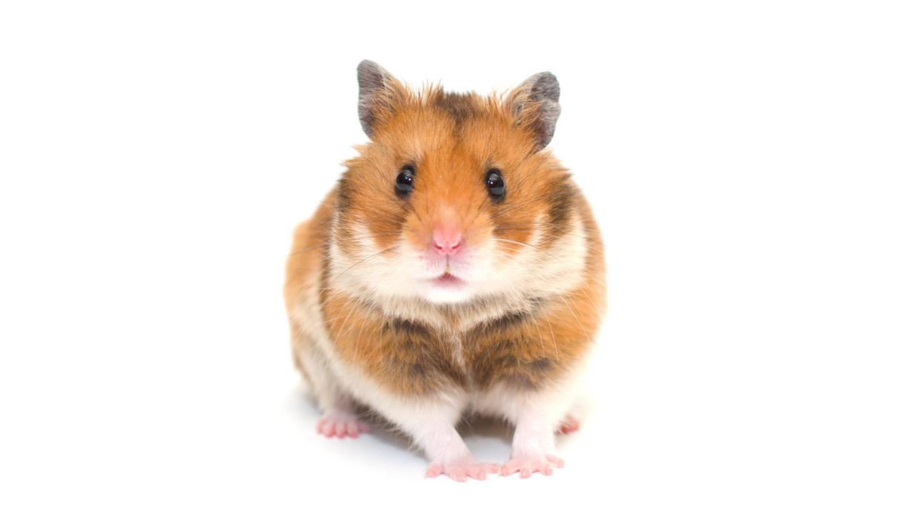 Der Hamster als Haustier für Kinder - Frontansicht