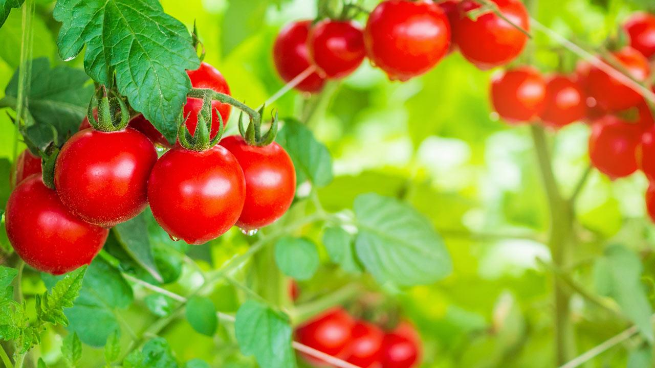 Tomatenhaus selbst bauen - reife Tomaten