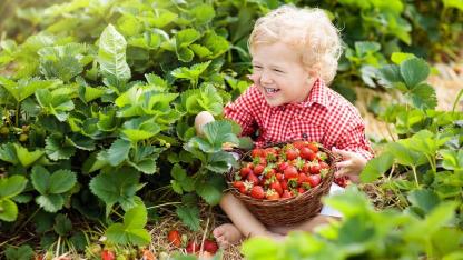Erdbeeren im eigenen Garten - Junge im Stroh