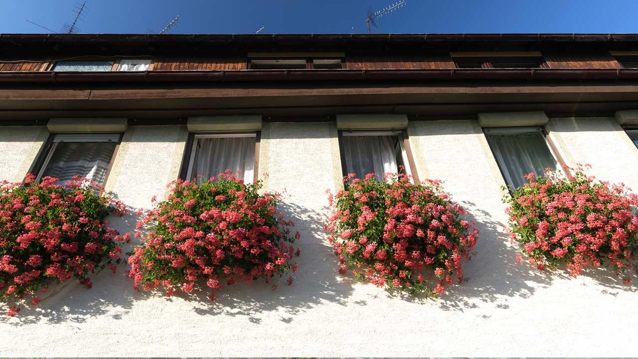 Blumenkästen schön bepflanzen - Blumen Fenster