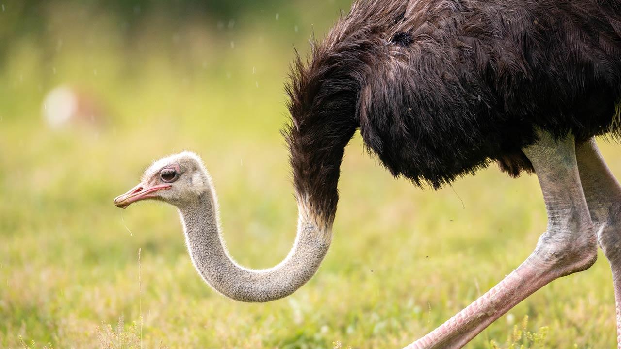 Die schönsten Tierparks in Deutschland - Ostrich