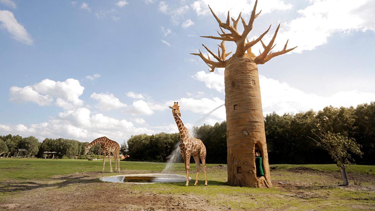 Serengetipark Hodenhagen - Giraffen