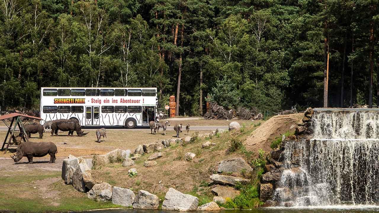 Serengetipark Hodenhagen - Park Bus mit Nashörnern