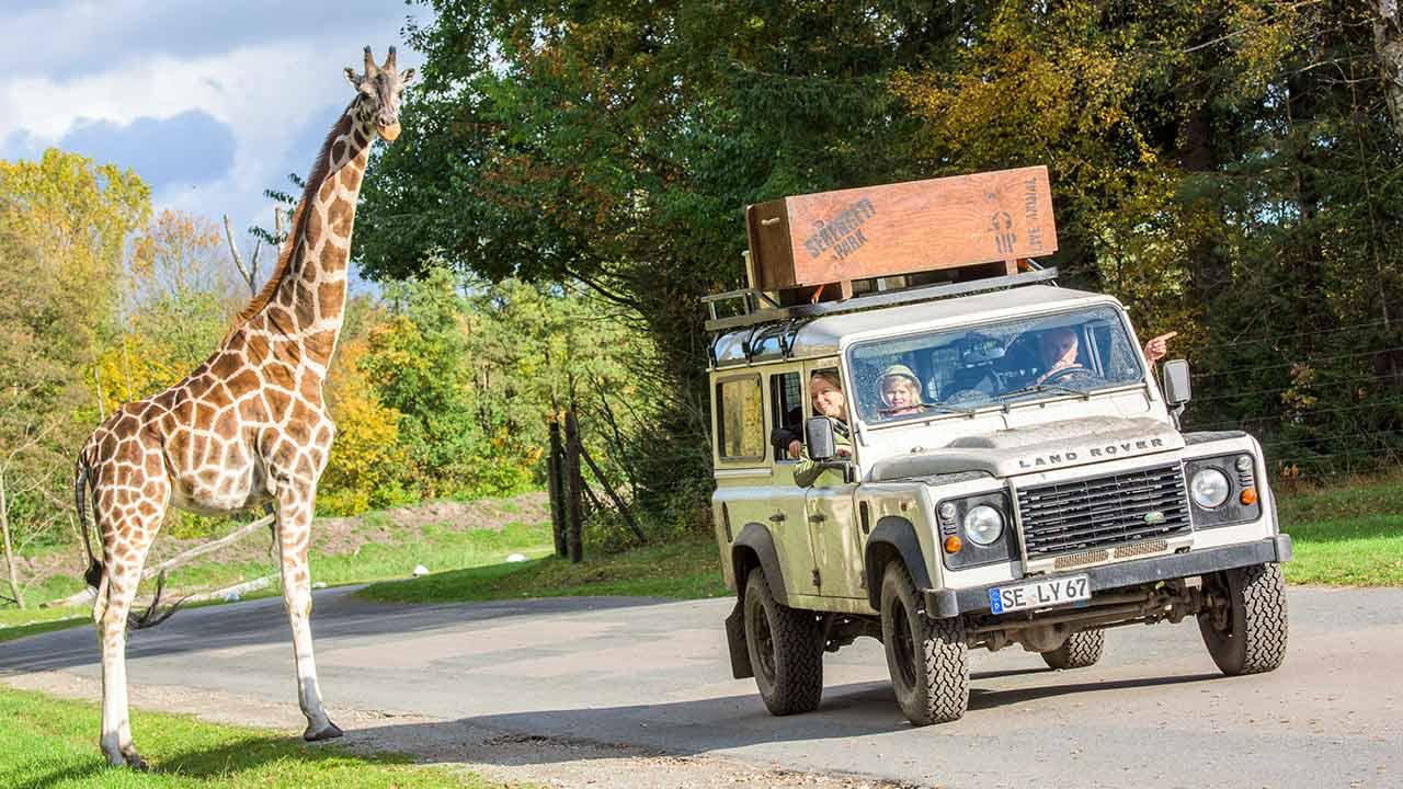 Serengetipark Hodenhagen - Giraffe mit Besucher