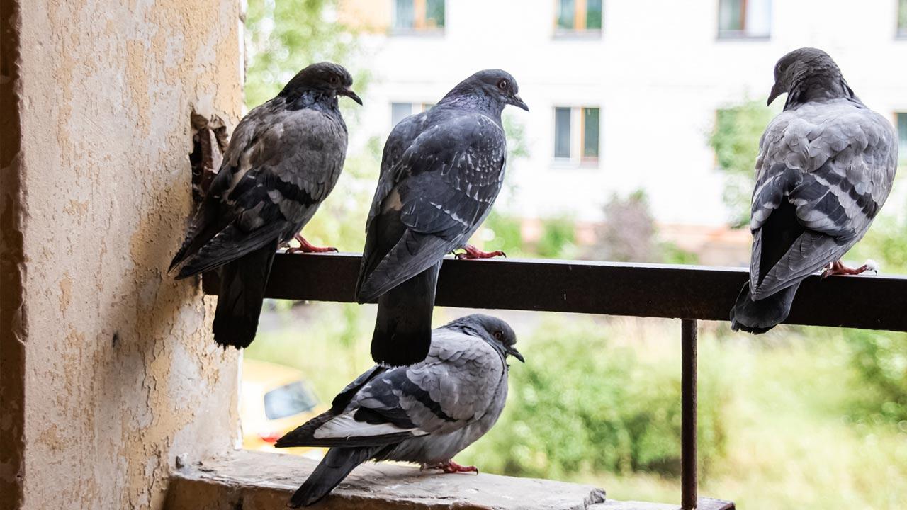 Schädlingsbekämpfung - Tauben / Tauben am Balkon