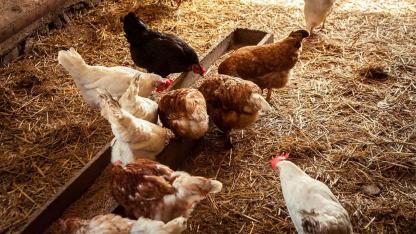 Hühner als Haustier / mehrere Hühner im Stall