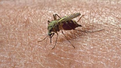 Stechmücken Schutz für Ihr Zuhause / Stechmücke auf der Haut