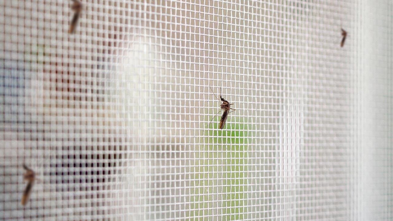 Stechmücken Schutz für Ihr Zuhause / Stechmückengitter