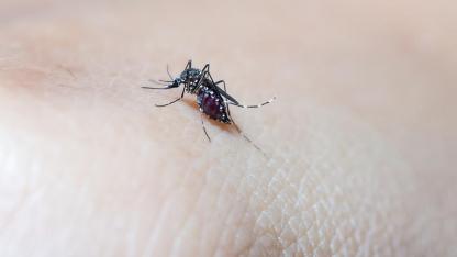 Natürliche Hausmittel gegen Fliegen und Mücken / eine Mücke saugt Blut