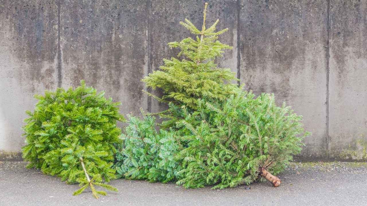 Wie entsorge ich meinen Weihnachtsbaum - illegales Baumdepot
