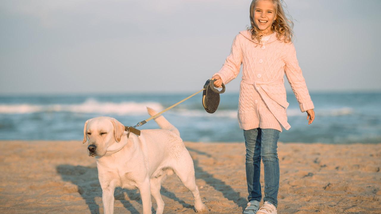 Vorteile der Laufleine für Hunde - ein Hund mit einer Laufleine am Strand